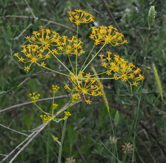 Heptaptera anisoptera