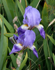 Iris mesopotamica