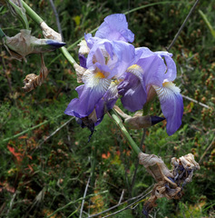 Iris mesopotamica