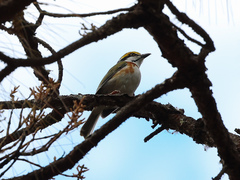 Vireolanius melitophrys