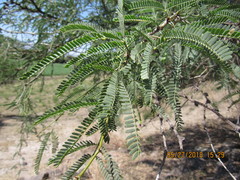 Prosopis laevigata
