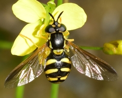 Chrysotoxum intermedium