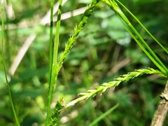 Carex strigosa