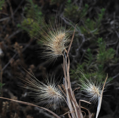 Cynosurus coloratus