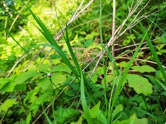 Carex strigosa