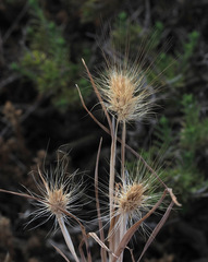 Cynosurus coloratus