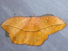 Lonomia rufescens