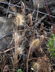 Cynosurus coloratus