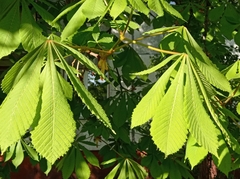 Aesculus hippocastanum