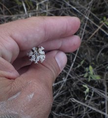 Melanthera angustifolia