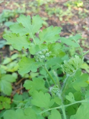 Chelidonium majus