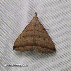 Lysimelia neleusalis