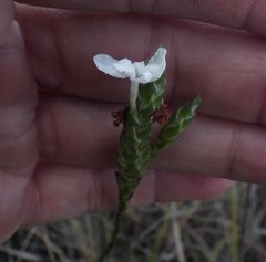 Elytraria caroliniensis