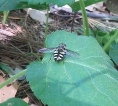 Sericomyia transversa