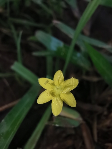 Image of Hypoxis angustifolia by (c) Justine Faure, some rights reserved (CC BY)