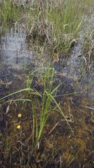 Rhynchospora inundata