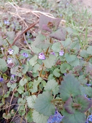 Glechoma hederacea