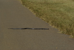 Hemachatus haemachatus