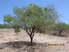 Prosopis laevigata