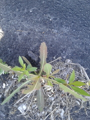 Lactuca serriola