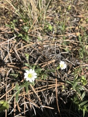 Cerastium arvense