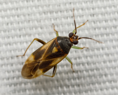 Orthotylus ornatus