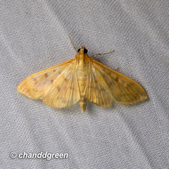 Endocrossis caldusalis