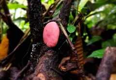 Phillipsia domingensis