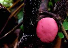 Phillipsia domingensis