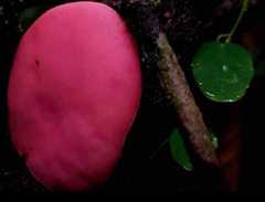 Phillipsia domingensis