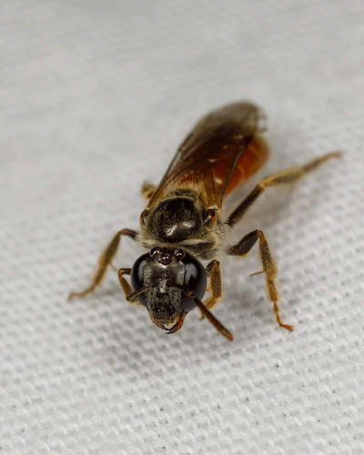 Nocturnal Sweat Bees photo 2