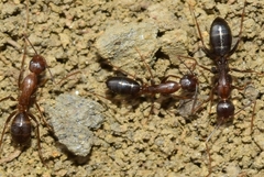 Camponotus sylvaticus