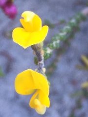 Aspalathus intervallaris