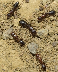 Camponotus sylvaticus
