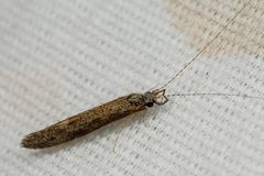 Leptocerus americanus