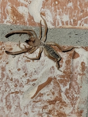 Eremobatinae