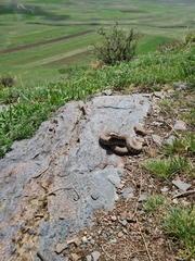 Montivipera raddei
