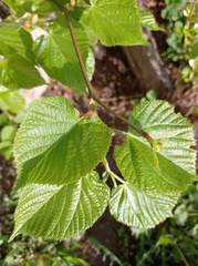 Tilia cordata