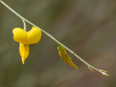 Crotalaria spartioides