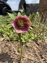 Helleboreae