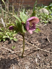 Helleboreae
