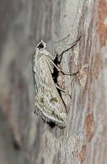 Evergestis vinctalis