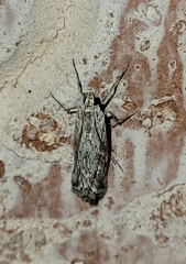 Evergestis vinctalis