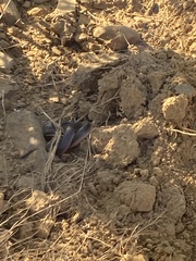 Lycodonomorphus rufulus
