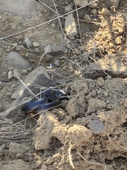 Lycodonomorphus rufulus