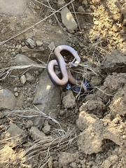 Lycodonomorphus rufulus