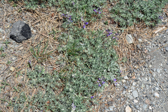 Lupinus grayi