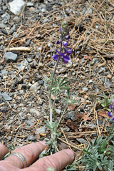 Lupinus grayi