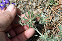 Lupinus grayi