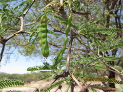 Prosopis laevigata